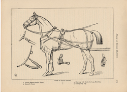 Horse in Single Harness